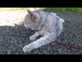 Latasin @YouTube-videon http://t.co/nYemKlZF Chibi relaxing outside