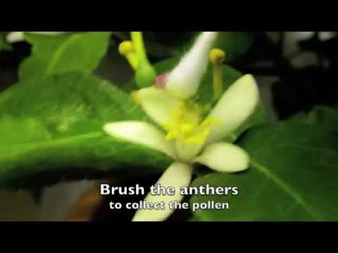 how to self pollinate a lemon tree