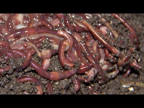 how to harvest earthworms