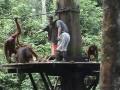 Sepilok Orangutan Rehabiliation Centre, Sabah