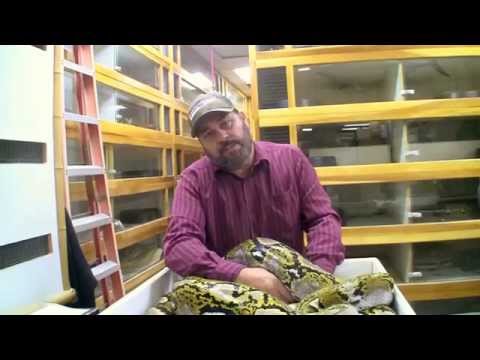 YouTube reptile video