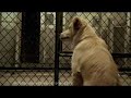 Pedigree commercial- Echo