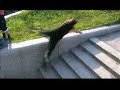 Stunning Freerunning From Ukraine