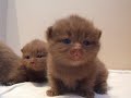 British shorthair litter