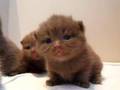British shorthair litter