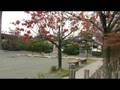 �編�ſ�����:YouTube������=322��