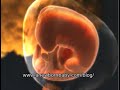 Second Month of Pregnancy