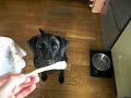 ぐり、大根のしっぽをぼりぼり喰う。犬と野菜*