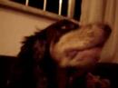 Funk Dog