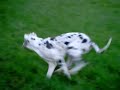 harlequinn Great dane and  neapolitan  mastiff