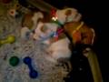 videos de American Staffordshire Red Nose Pittbul Welpen 2