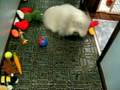 videos de bijou-3
