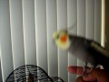 Pepe, Pancho y Rosa
