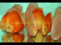 Golden Albino Discus,  Kerem İgüs