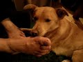LITTLE DOG CLEANING FOOT FATHER part II