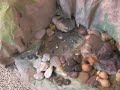 El nacimiento de Germ�n