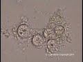 Origin, Pregnancy and Birth of unicellular Organism Orgonomy