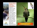 promotional birdwatching nicaragua 06