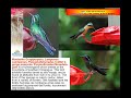 promotional birdwatching nicaragua 06
