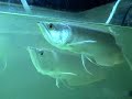 arowana broken barbel