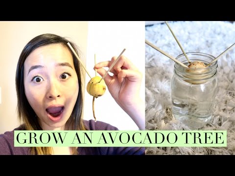 video-linktoworks-How To Grow An Avocado Tree From Seed