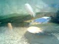 My Malawian Cichlid Aquarium...