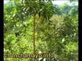 río chanchamayo   puente kimiri : chanchamayo info