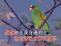 足印  DVD 廣東話 詩歌 卡啦OK 基督 教會 主