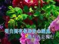 足印 DVD 廣東話 詩歌 卡啦OK 基督 教會 主
