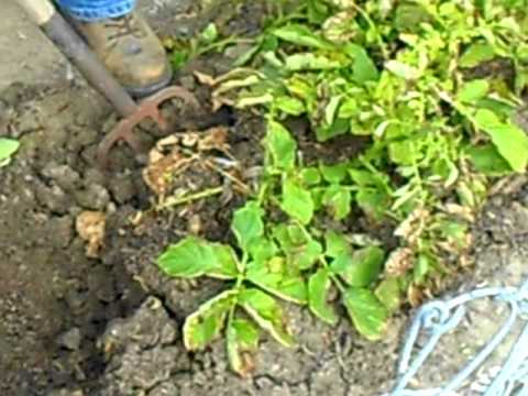 how to harvest yukon gold potatoes