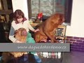 Dogue de Bordeaux , Simone Bordo