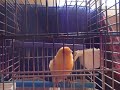 malinois ( bulbul singing ) malinois ( bulbul singing )