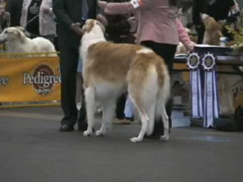 borzoi