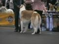 Borzoi dog champion class Borzoi