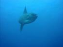Mola en Nusa Penida Mola en Nusa Penida