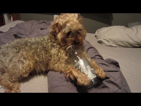 PUPPY’S DRINKING PROBLEM (Day 272 – November 20, 2012)