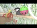 Pet Bird ! my funny pet_bird ) Pet Bird ! my funny pet_bird )