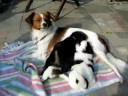 Lara met pups