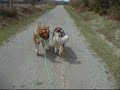 Puppies in Training - May 2005