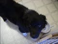 Lizzie ARPH puppy Indiana