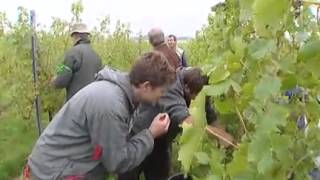 Vendanges 2011