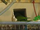 2 Hahns get a box to play with