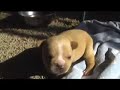 French Bulldog Puppies 3 weeks old