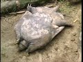 Asian Turtle Crisis (Vietnamese) Part 2.wmv
