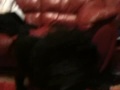 Rudi sitting