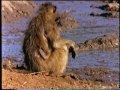 Male Baboon Vs Crocodile  4 taking baby.