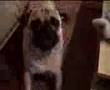 Pug video