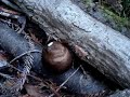 Mushroom Hunting: Pluteus Cervinus Mushroom Hunting: Pluteus Cervinus