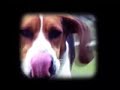 renowned east tennessee farrier tim hutton narrates this short documentary about the world's only coon dog cemetery.  in 1937, 