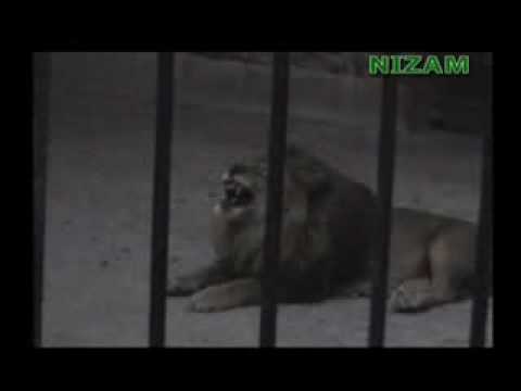 معجزة أسد يذكر الله